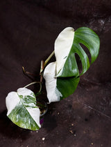 Variegated Monstera Albo Plant - Rare Indoor White Monstera Albo Borsigiana Plant - Half-Moon Leaf - US Seller -Rare Houseplant-EXACT Plant