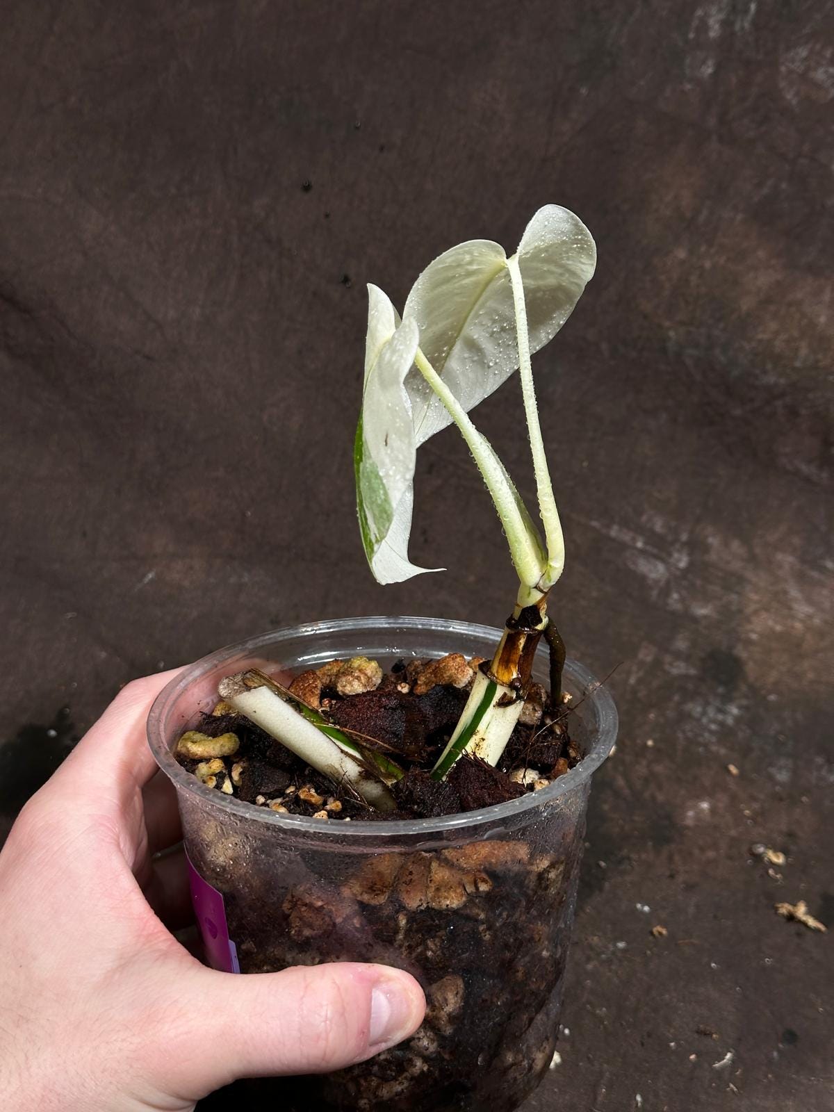 Variegated Monstera Albo Plant - Rare Indoor White Monstera Albo Borsigiana Plant - Baby Leaf Plant - US Seller - Rare Houseplant