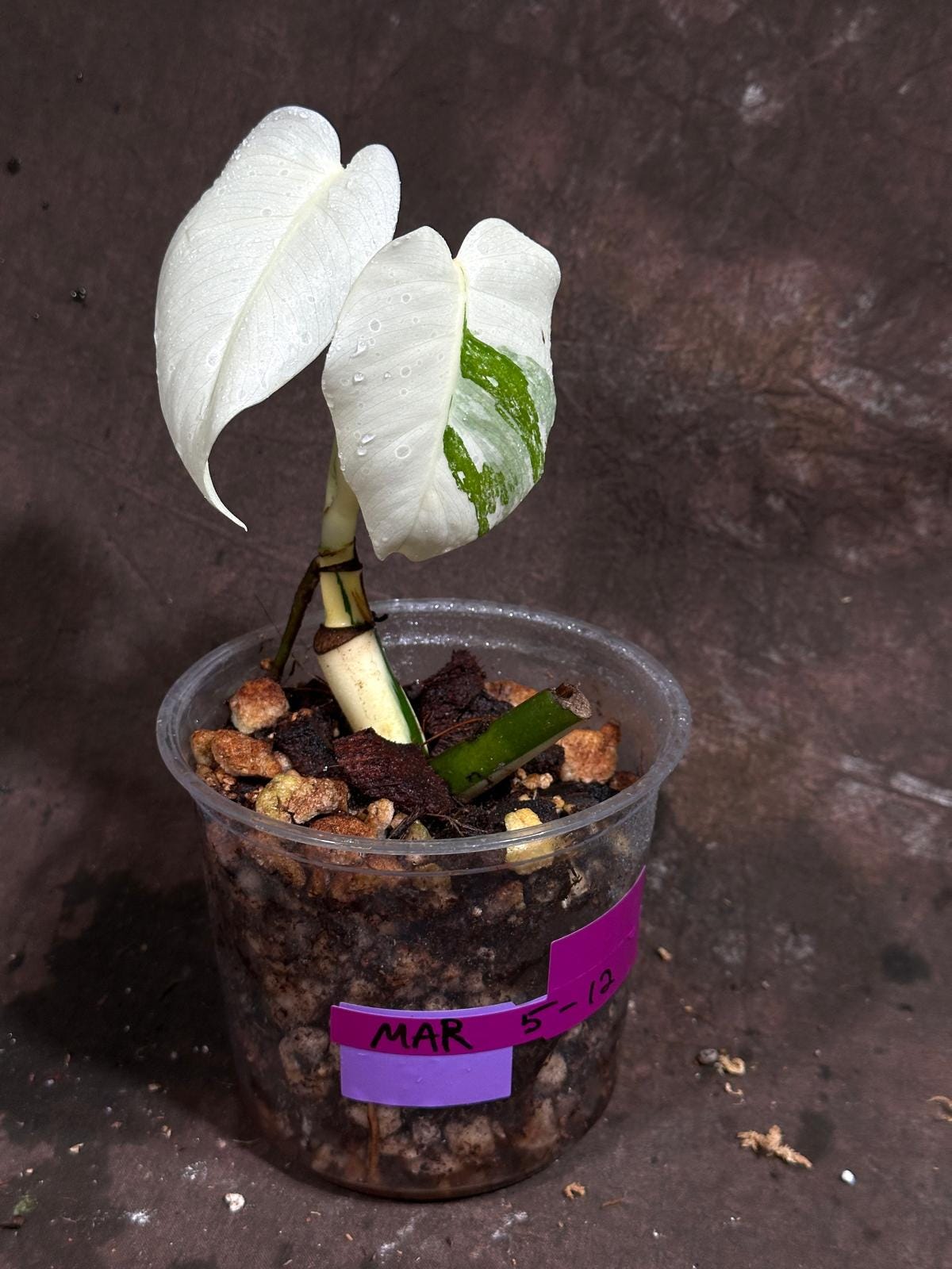 Variegated Monstera Albo Plant - Rare Indoor White Monstera Albo Borsigiana Plant - Baby Leaf Plant - US Seller - Rare Houseplant