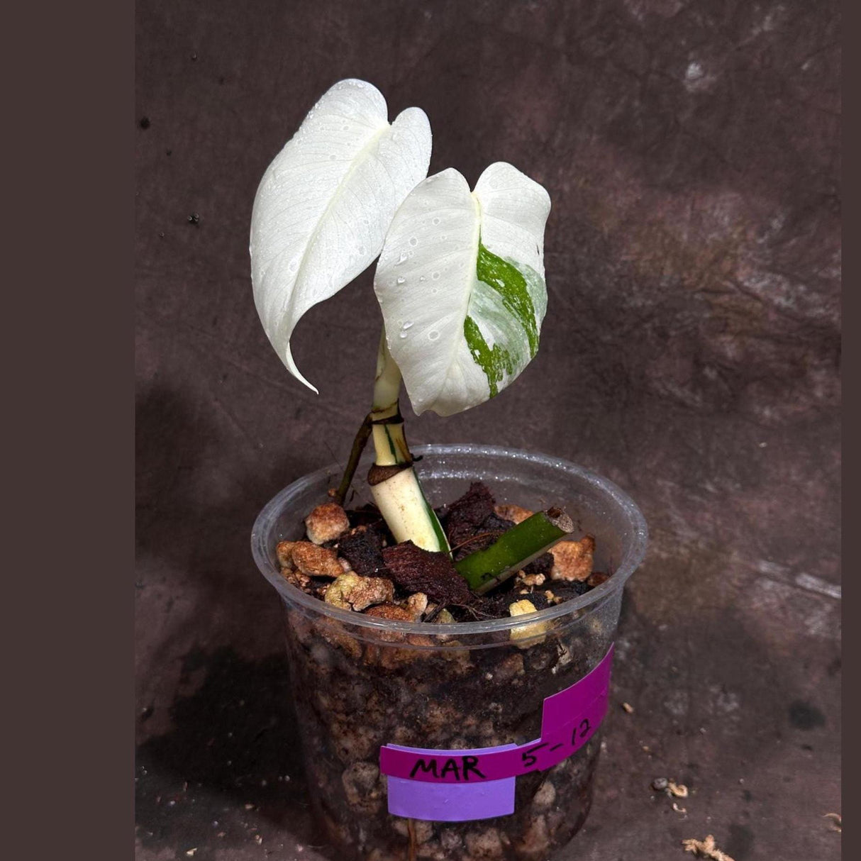 Variegated Monstera Albo Plant - Rare Indoor White Monstera Albo Borsigiana Plant - Baby Leaf Plant - US Seller - Rare Houseplant
