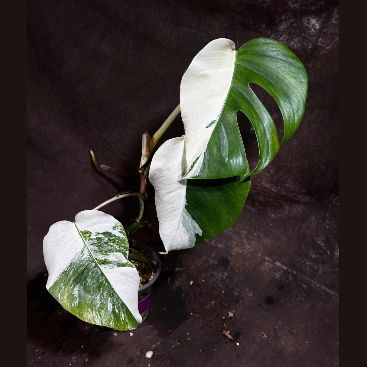 Variegated Monstera Albo Plant - Rare Indoor White Monstera Albo Borsigiana Plant - Half-Moon Leaf - US Seller -Rare Houseplant-EXACT Plant