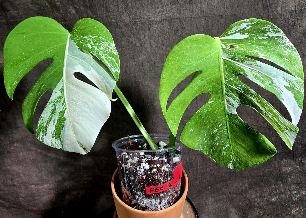 Variegated Monstera Albo Plant - Rare Indoor Monstera Albo Borsigiana Plant - Albo Monstera - US Seller - Rare Houseplant -Similar Plant