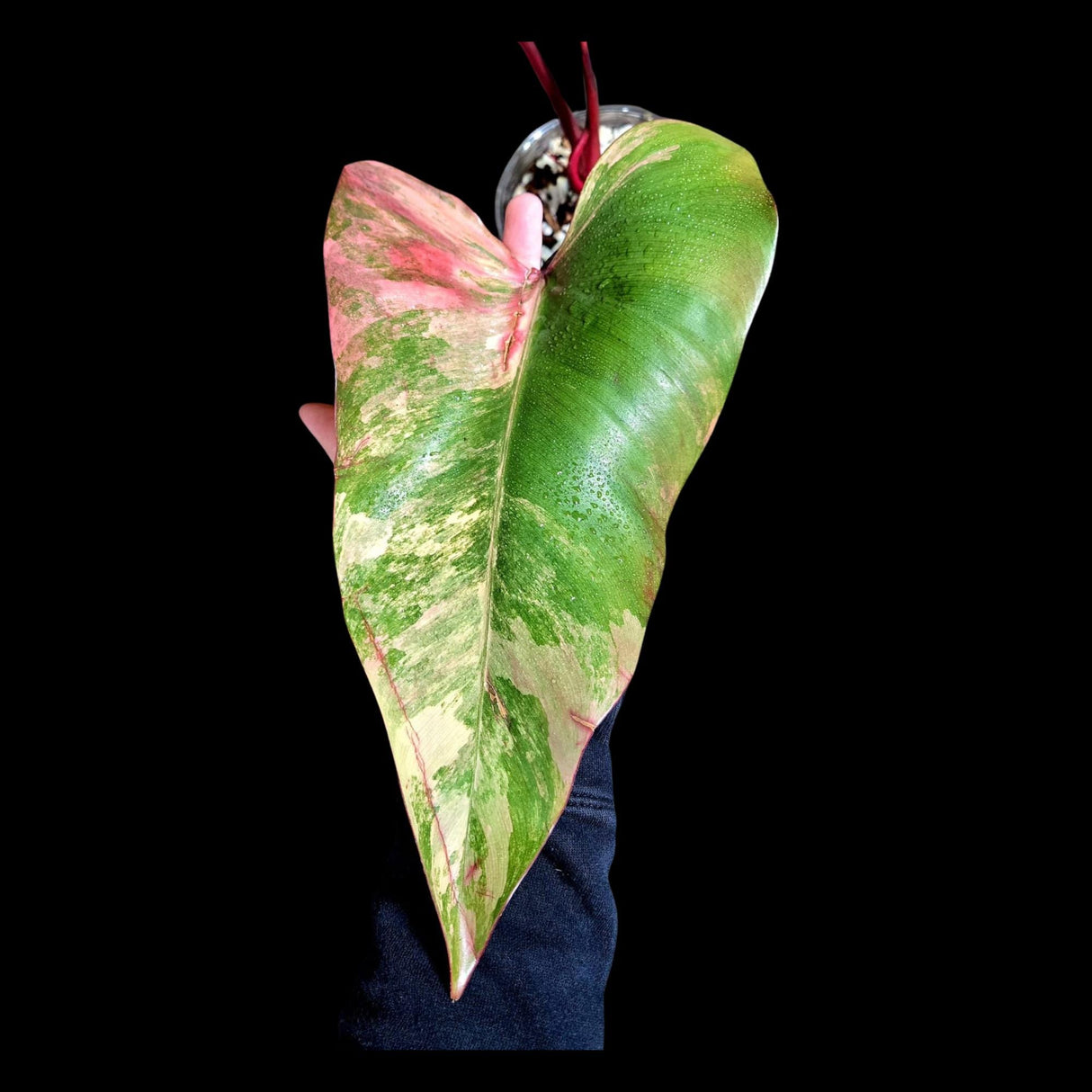 Variegated Philodendron Strawberry Shake in a Nursery Pot - Strawberry Shake RARE Collector Plant - Live Indoor Plant -US seller