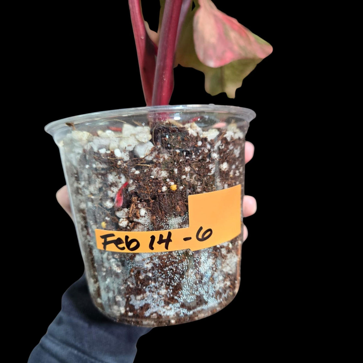 Variegated Philodendron Strawberry Shake in a Nursery Pot - Strawberry Shake RARE Collector Plant - Live Indoor Plant -US seller
