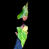 Variegated Philodendron Strawberry Shake in a Nursery Pot - Strawberry Shake RARE Collector Plant - Live Indoor Plant -US seller