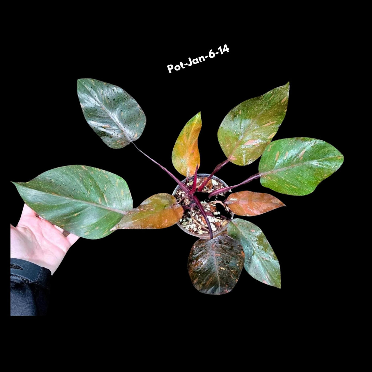 RARE Philodendron Orange Princess in a Nusery Pot - Live Philodendron Orange Princess Marble - Rare Collector Plant - US Seller