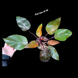 RARE Philodendron Orange Princess in a Nusery Pot - Live Philodendron Orange Princess Marble - Rare Collector Plant - US Seller