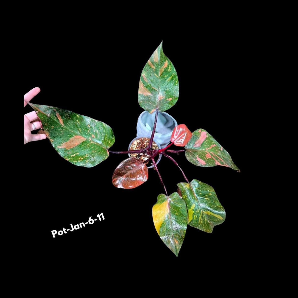 RARE Philodendron Orange Princess in a Nusery Pot - Live Philodendron Orange Princess Marble - Rare Collector Plant - US Seller