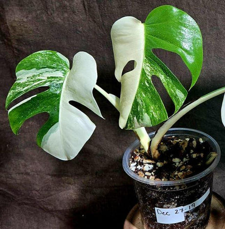 Variegated Monstera Albo Plant - Rare Indoor Monstera Albo Borsigiana Plant - Half-Moon Leaf Plant - Rare Houseplant - A Similar Plant