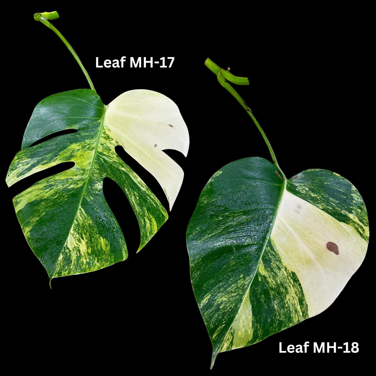 Monstera Borsigiana Aurea Variegated Cutting - Monstera Aurea Variegata - Monstera Marmota cut and pot