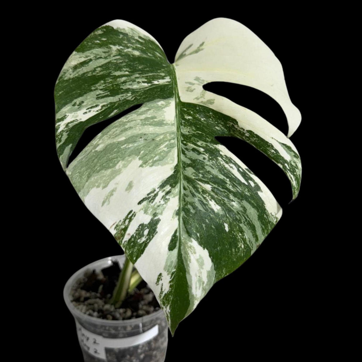 Variegated Monstera Albo Plant in a Nursery Pot - Variegated Monstera ALBO Top Cut Potted - Rare Houseplant - US SELLER - Similar Plant