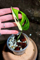 High Variegated White Monstera Adansonii Albo in a Nursery Pot - Swiss Cheese Half Moon Potted Plant- SAME pot as Image - US Seller