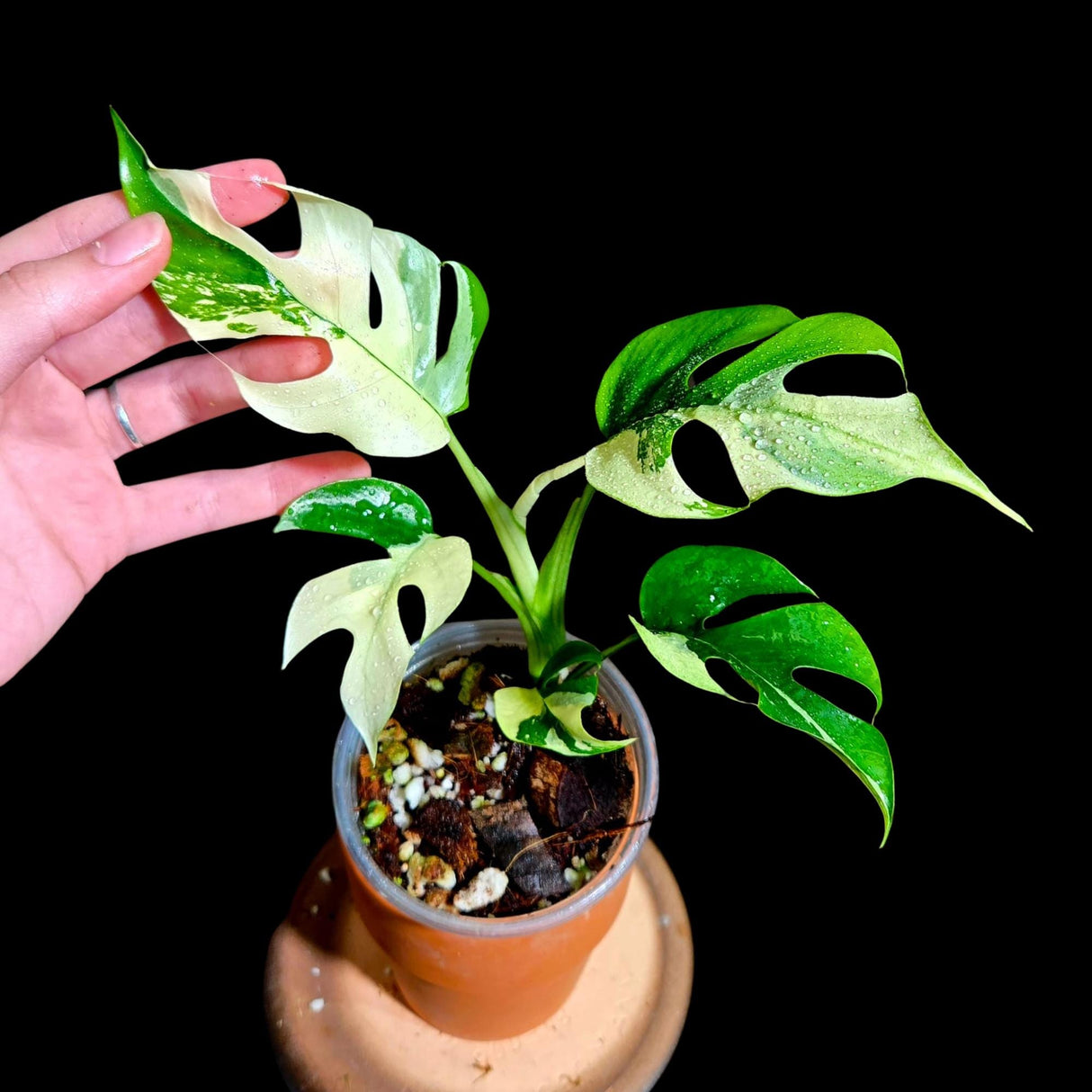 Rare Variegated Rhaphidophora Tetrasperma Albo in a Nursery Pot - Rare Mini Tetrasperma - Similar Potted Plant as images - US Seller