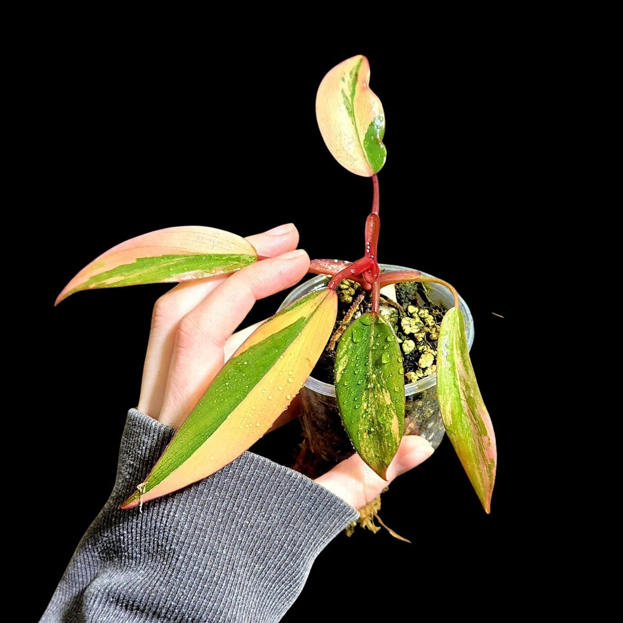 Variegated Philodendron Strawberry Shake in a Nursery Pot - Strawberry Shake RARE Collector Plant - Live Indoor Plant - Same Plant US seller