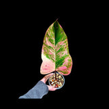 Variegated Philodendron Strawberry Shake in a Nursery Pot - Strawberry Shake RARE Collector Single Leaf Plant - Live Indoor Plant -US seller
