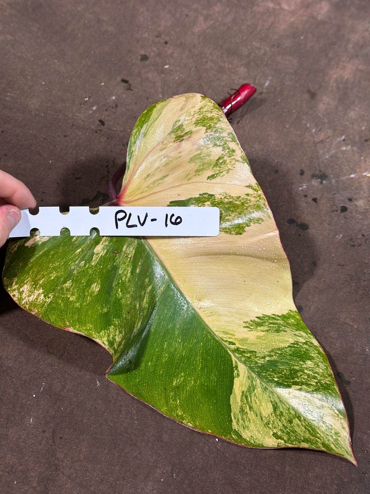 Variegated Philodendron Strawberry Shake Cutting - Rare Collector Starter plant - SAME Cutting as the Images - US Seller