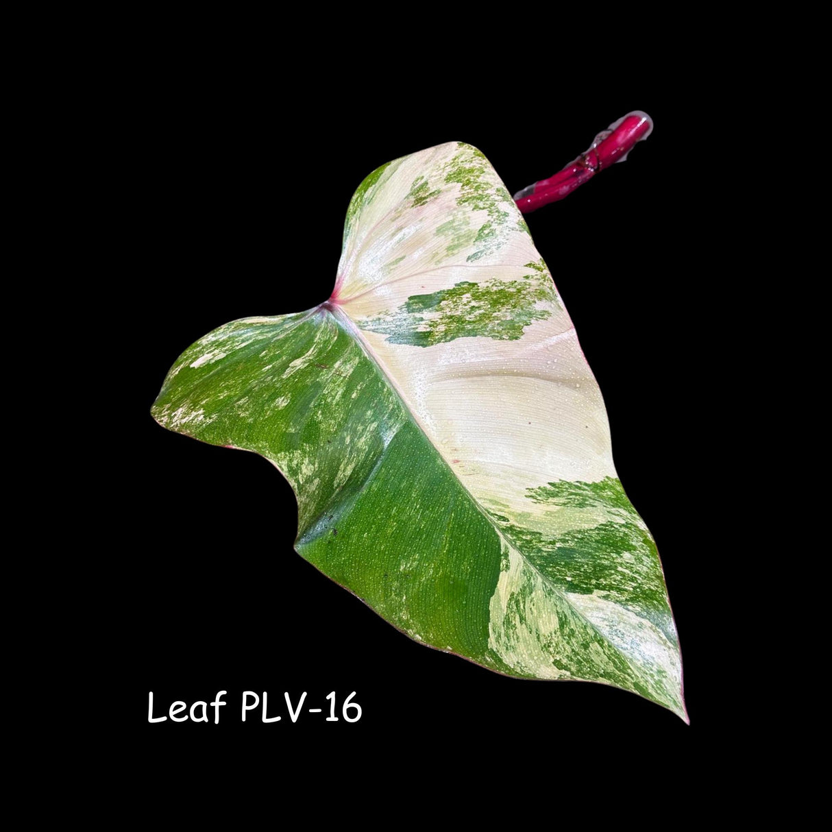 Variegated Philodendron Strawberry Shake Cutting - Rare Collector Starter plant - SAME Cutting as the Images - US Seller