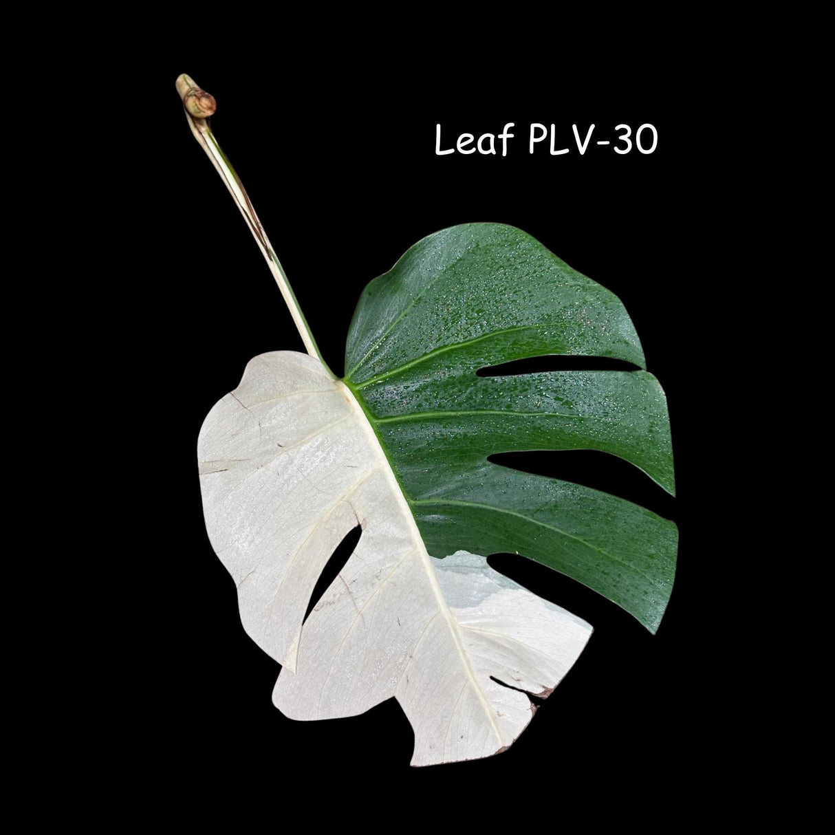 Variegated Monstera Albo Cutting - White Monstera Albo - Rare Variegated Monstera Borsigiana Aalbo - SAME plant as pictures - US Seller