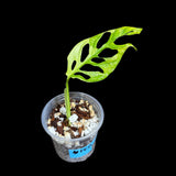 High Variegated Monstera Adansonii Aurea in a Nursery Pot - Half Moon Leaf Swiss Cheese Aurea Plant - SAME pot as pictures - US Seller