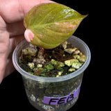 Rare Variegated Philodendron Mican Aurea in a Nursery Pot - High Variegated Mican Potted Plant - US SELLER - SAME Potted Plant