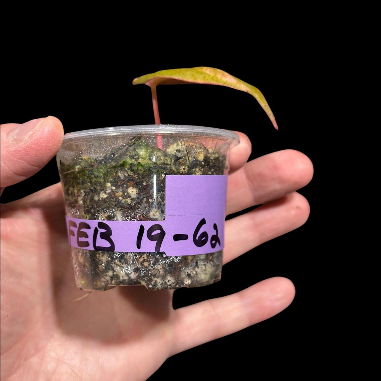 Rare Variegated Philodendron Mican Aurea in a Nursery Pot - High Variegated Mican Potted Plant - US SELLER - SAME Potted Plant
