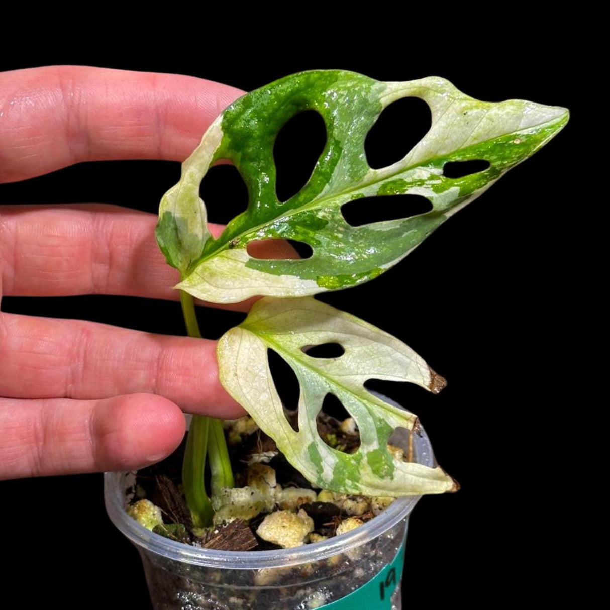 High Variegated White Monstera Adansonii Albo in a Nursery Pot - Swiss Cheese Live Plant- Rare Collector Plant - Gift Plant - US Seller