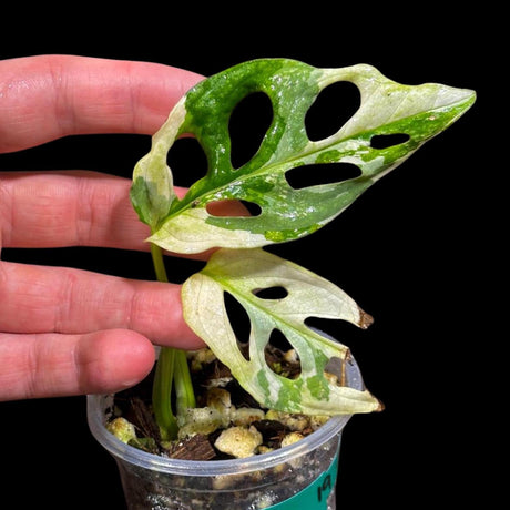 High Variegated White Monstera Adansonii Albo in a Nursery Pot - Swiss Cheese Live Plant- Rare Collector Plant - Gift Plant - US Seller