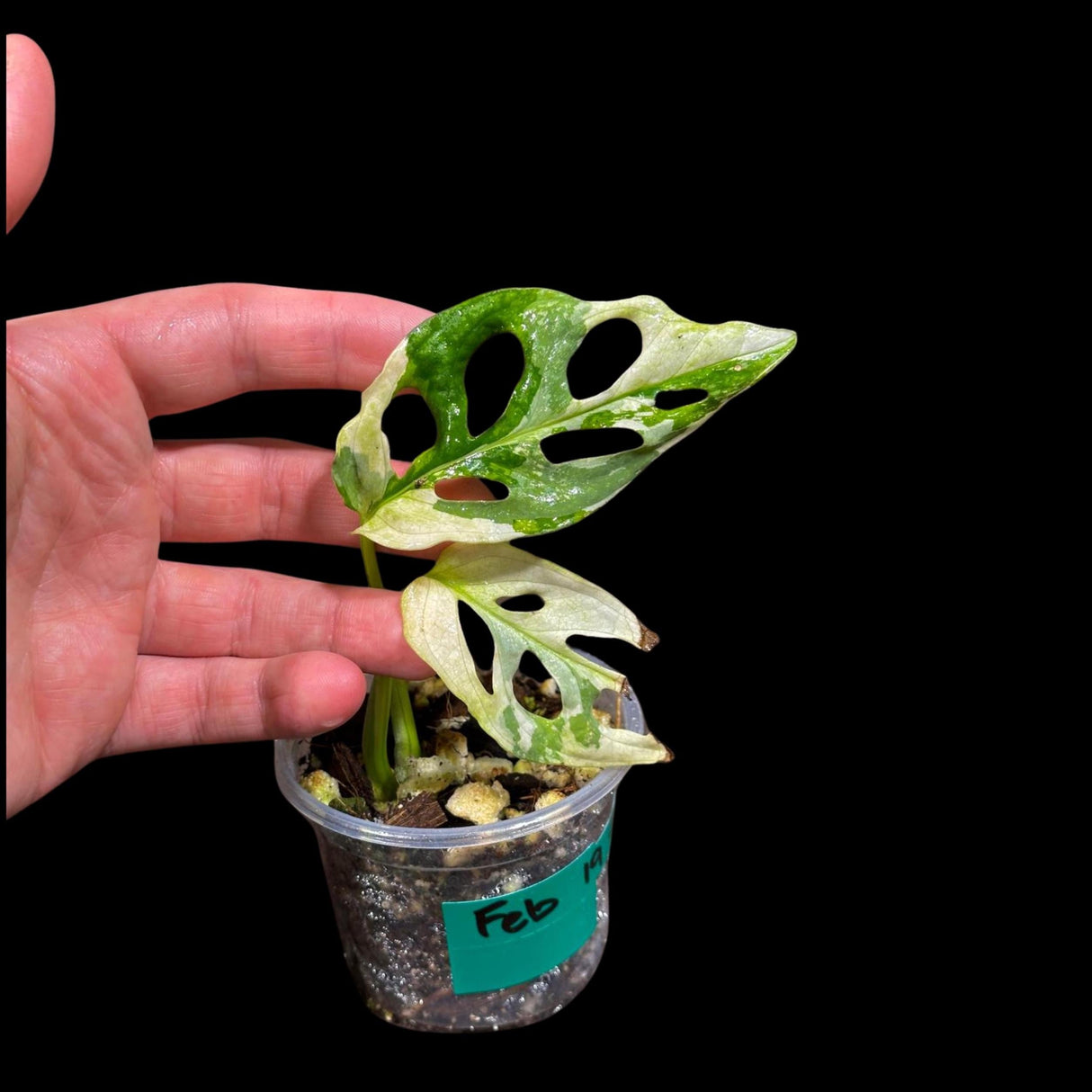 High Variegated White Monstera Adansonii Albo in a Nursery Pot - Swiss Cheese Live Plant- Rare Collector Plant - Gift Plant - US Seller