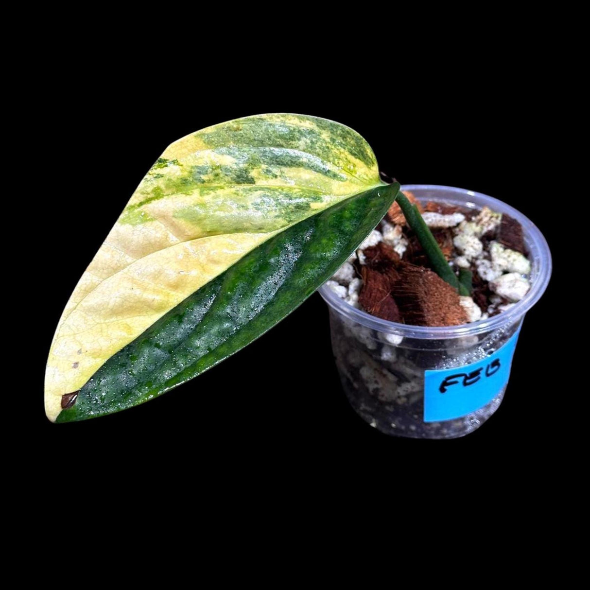 Variegated Monstera Peru in a Nursery Pot | Live Rare Houseplants | Air Purifying Plant | Monstera Peru Single Leaf Plant - US Seller