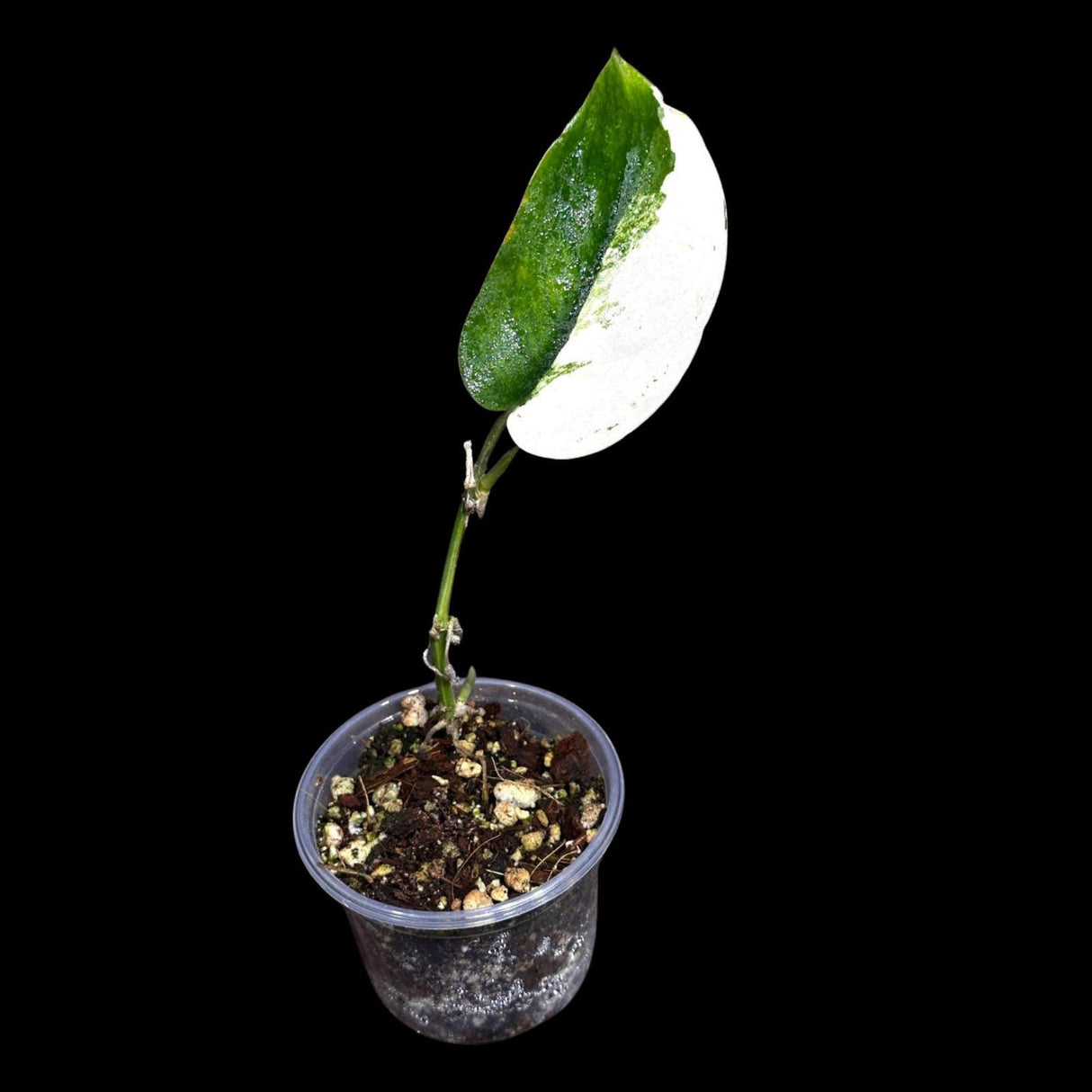 Variegated Scindapsus Pictus 'Jade Satin' in a Nursery Pot | Scindapsus Single Leaf Potted Plant | SAME plant as images - US Seller