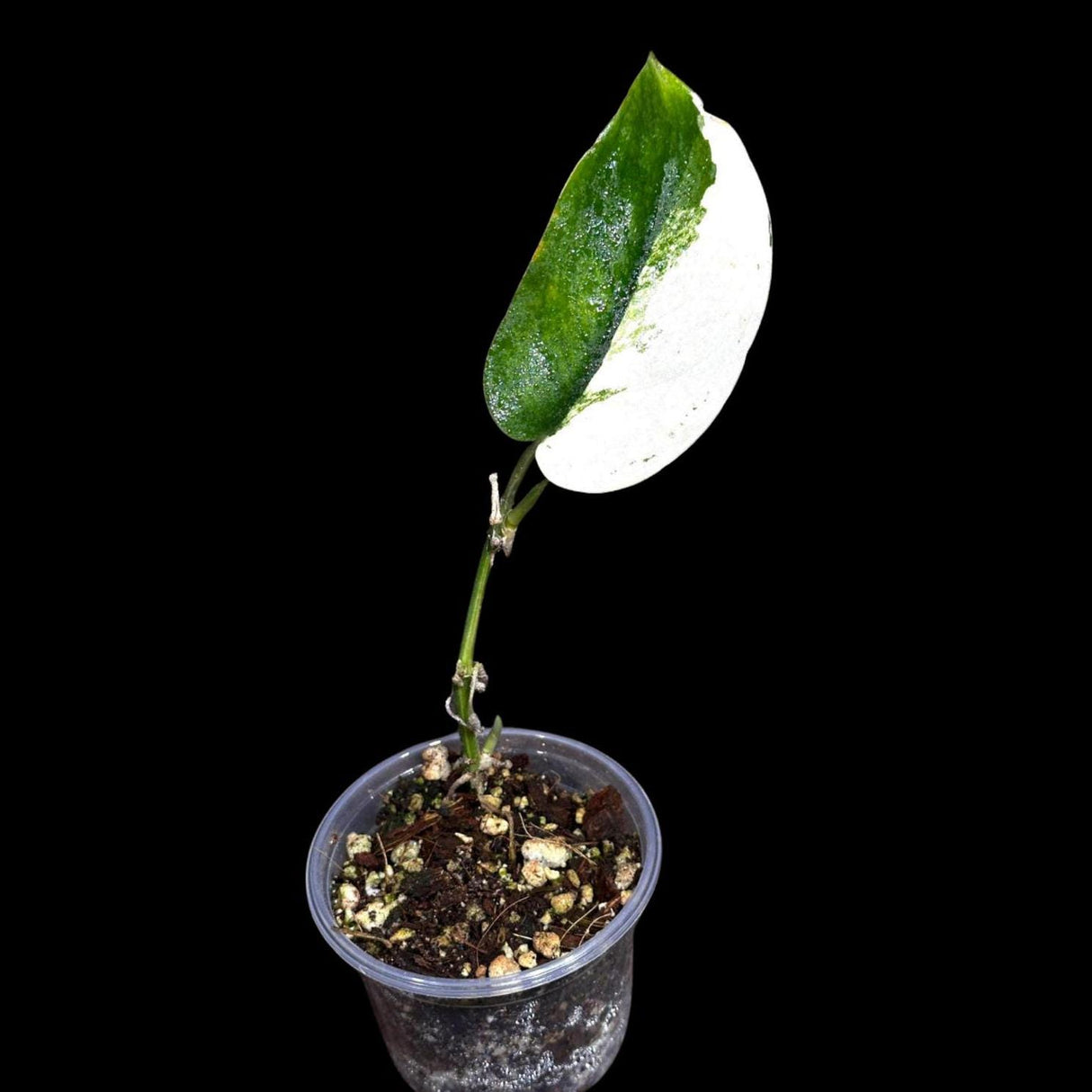 Variegated Scindapsus Pictus 'Jade Satin' in a Nursery Pot | Scindapsus Single Leaf Potted Plant | SAME plant as images - US Seller