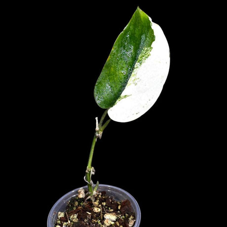 Variegated Scindapsus Pictus 'Jade Satin' in a Nursery Pot | Scindapsus Single Leaf Potted Plant | SAME plant as images - US Seller