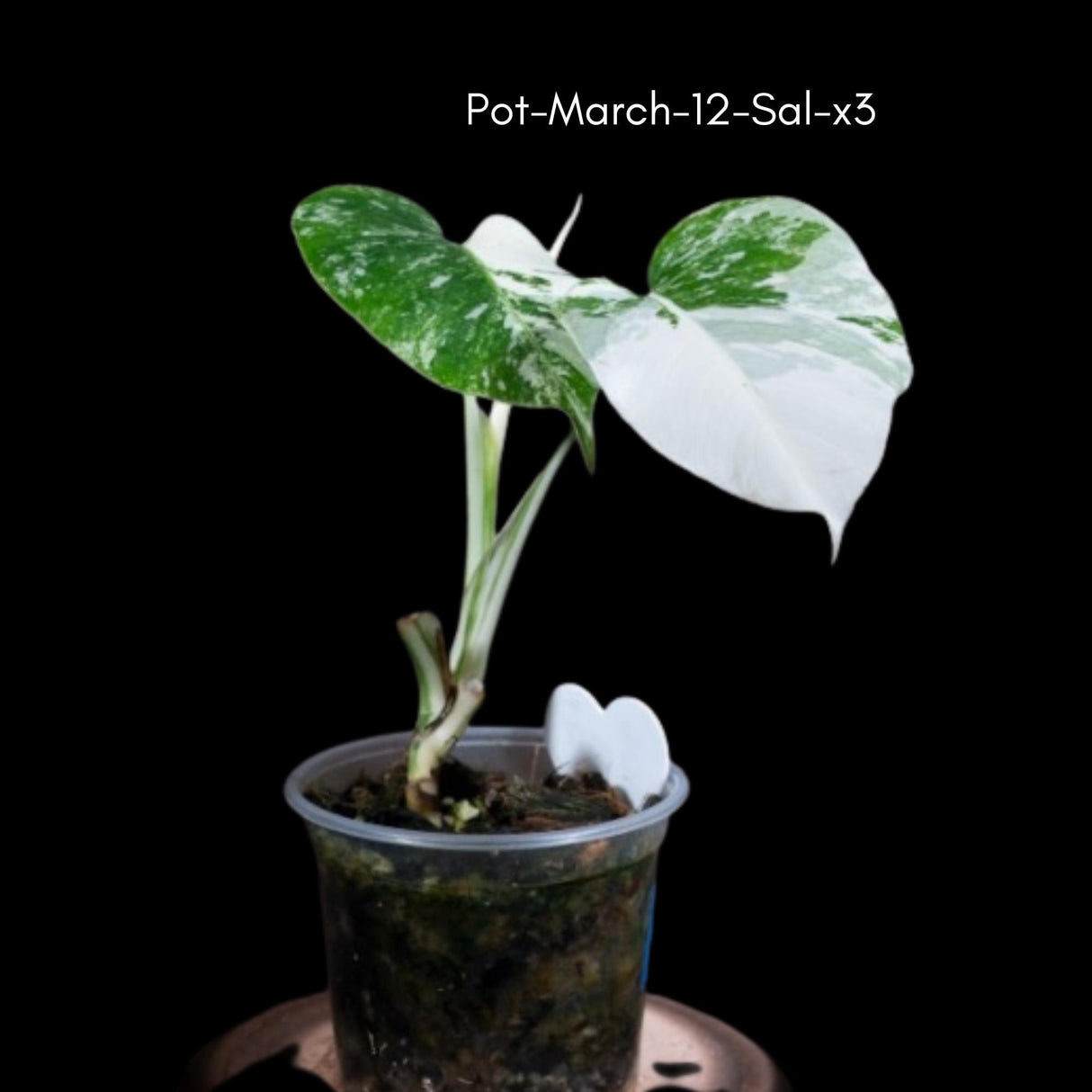 Monstera Albo - Rare Variegated Monstera Borsigiana Albo - Rare Collector Plant - White Monstera Albo Cuts - USA seller