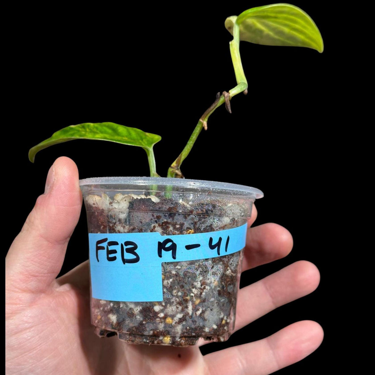 Variegated Monstera Peru in a Nursery Pot | Live Rare Houseplants | Air Purifying Plant | Monstera Peru Two Leaf Plant - US Seller