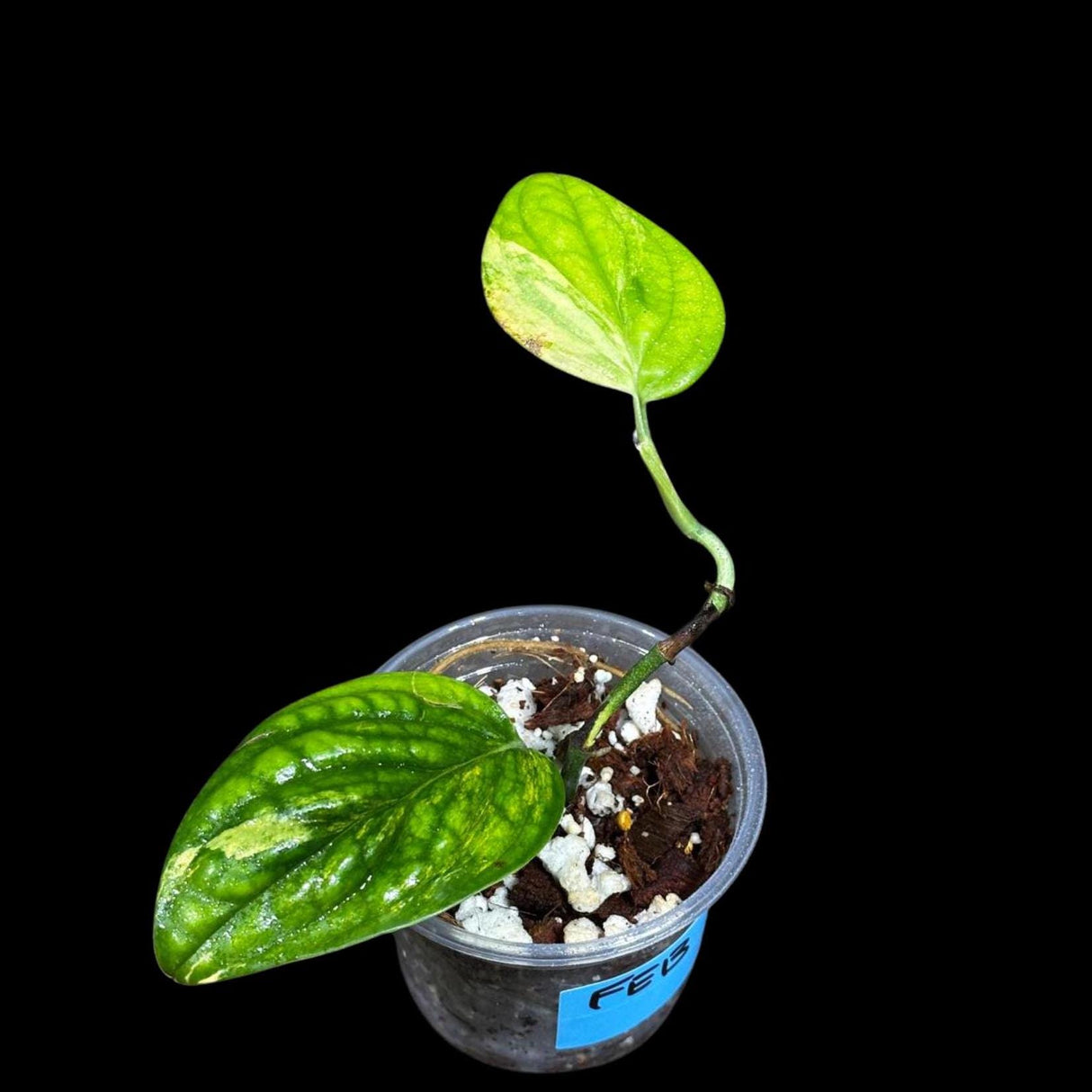 Variegated Monstera Peru in a Nursery Pot | Live Rare Houseplants | Air Purifying Plant | Monstera Peru Two Leaf Plant - US Seller