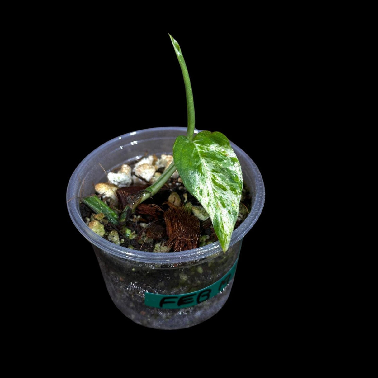 RARE Epipremnum pinnatum marble Variegated Plant in a Nursery Pot - Indoor Plant - SAME Pot as picture - US Seller