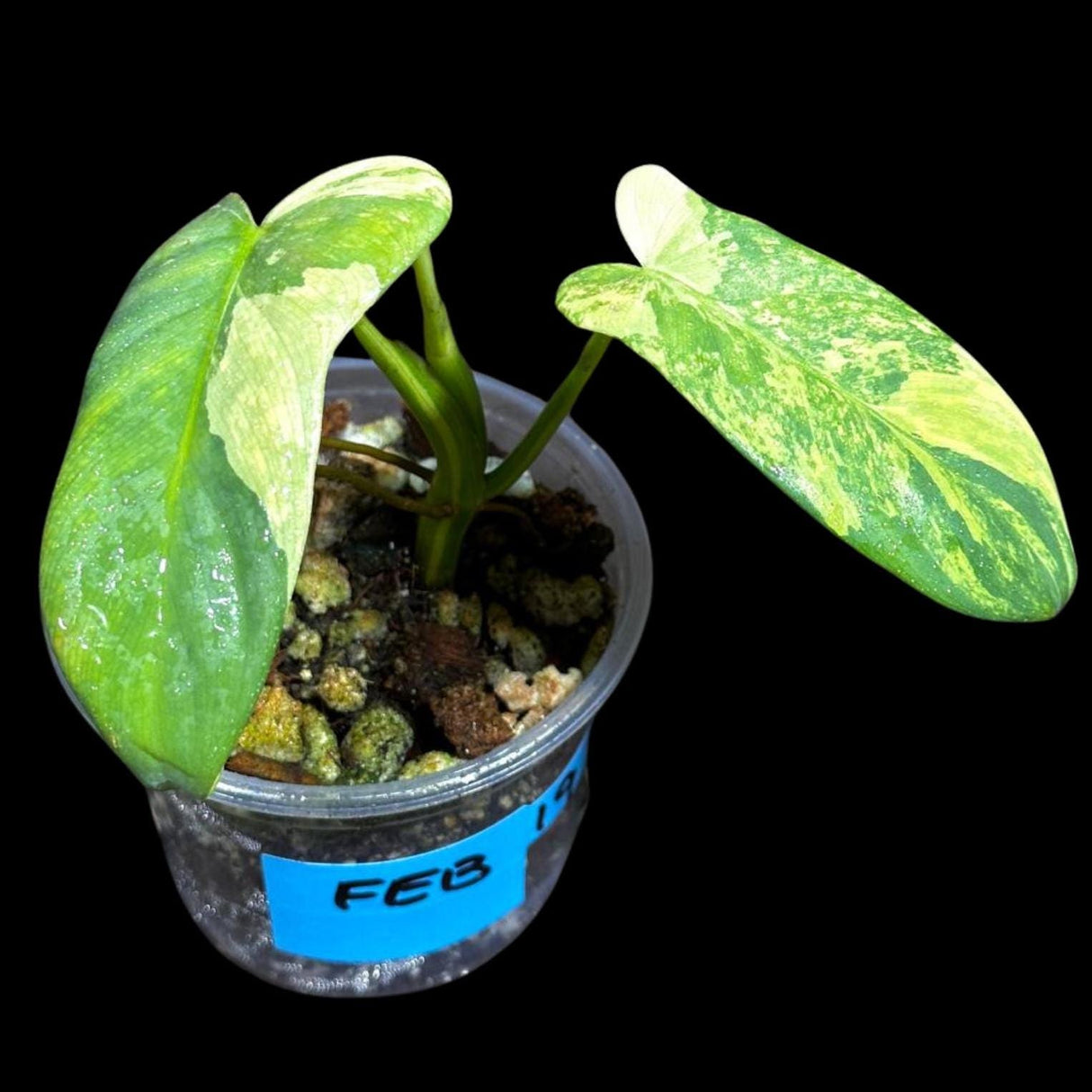Variegated Philodendron Bipennifolium in a Nursery Pot - Bipennifolium Live Plant- Rare Collector Plant - Exact SAME Plant - US Seller