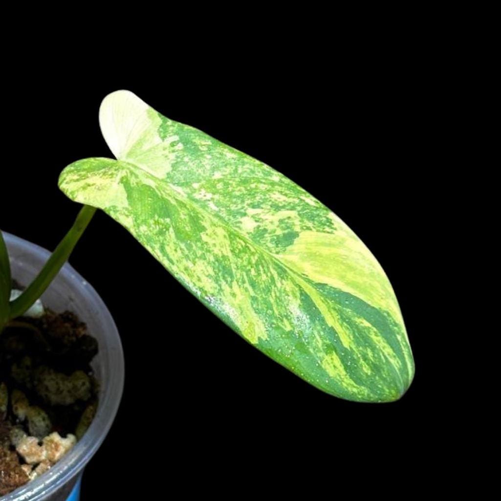 Variegated Philodendron Bipennifolium in a Nursery Pot - Bipennifolium Live Plant- Rare Collector Plant - Exact SAME Plant - US Seller