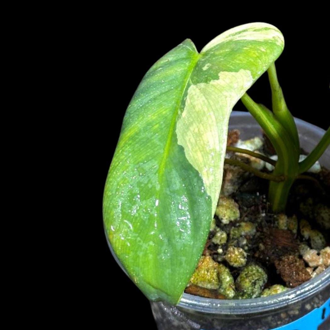 Variegated Philodendron Bipennifolium in a Nursery Pot - Bipennifolium Live Plant- Rare Collector Plant - Exact SAME Plant - US Seller
