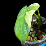 Variegated Philodendron Bipennifolium in a Nursery Pot - Bipennifolium Live Plant- Rare Collector Plant - Exact SAME Plant - US Seller
