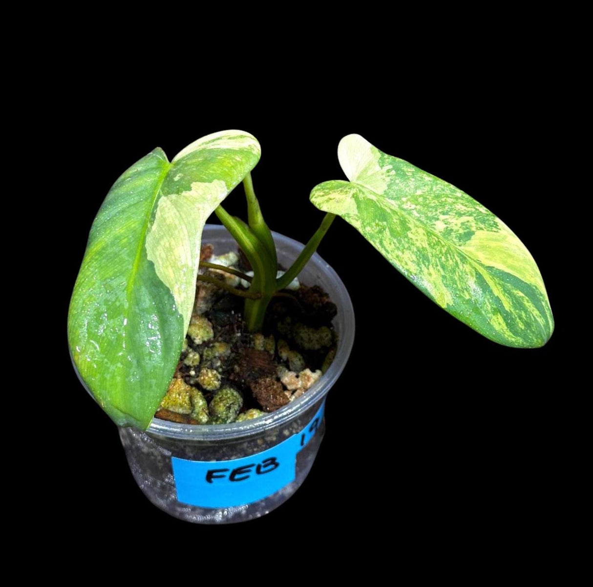 Variegated Philodendron Bipennifolium in a Nursery Pot - Bipennifolium Live Plant- Rare Collector Plant - Exact SAME Plant - US Seller