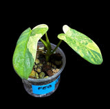 Variegated Philodendron Bipennifolium in a Nursery Pot - Bipennifolium Live Plant- Rare Collector Plant - Exact SAME Plant - US Seller