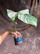 Variegated Monstera Albo Plant - Rare Indoor White Monstera Albo Borsigiana Plant - Single Leaf Plant -Rare Houseplant - Grower's Choice