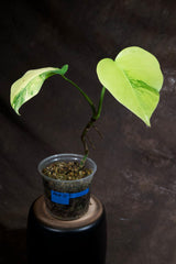 Monstera Aurea Variegated Borsigiana in a Nursery Pot - Monstera Aurea Top Cut Potted Plant - Monstera Marmota - Exact Same Plant