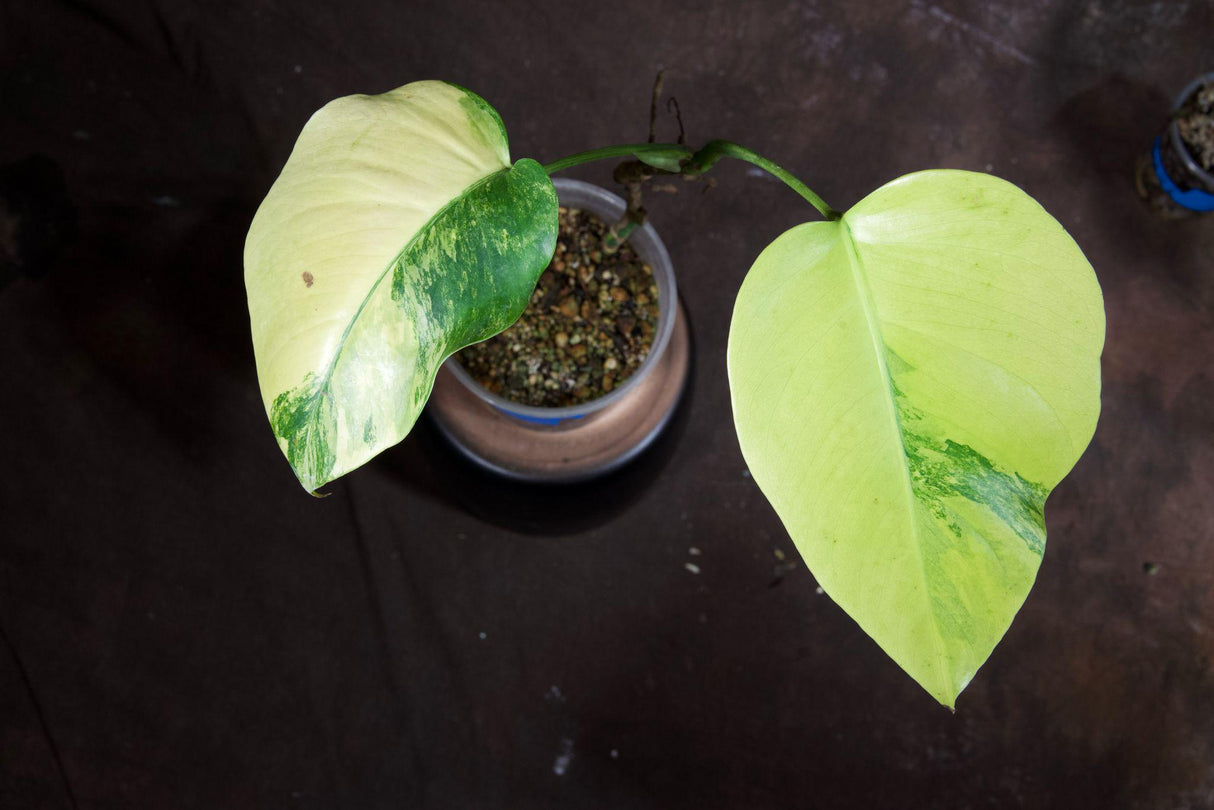 Monstera Aurea Variegated Borsigiana in a Nursery Pot - Monstera Aurea Top Cut Potted Plant - Monstera Marmota - Exact Same Plant