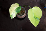 Monstera Aurea Variegated Borsigiana in a Nursery Pot - Monstera Aurea Top Cut Potted Plant - Monstera Marmota - Exact Same Plant