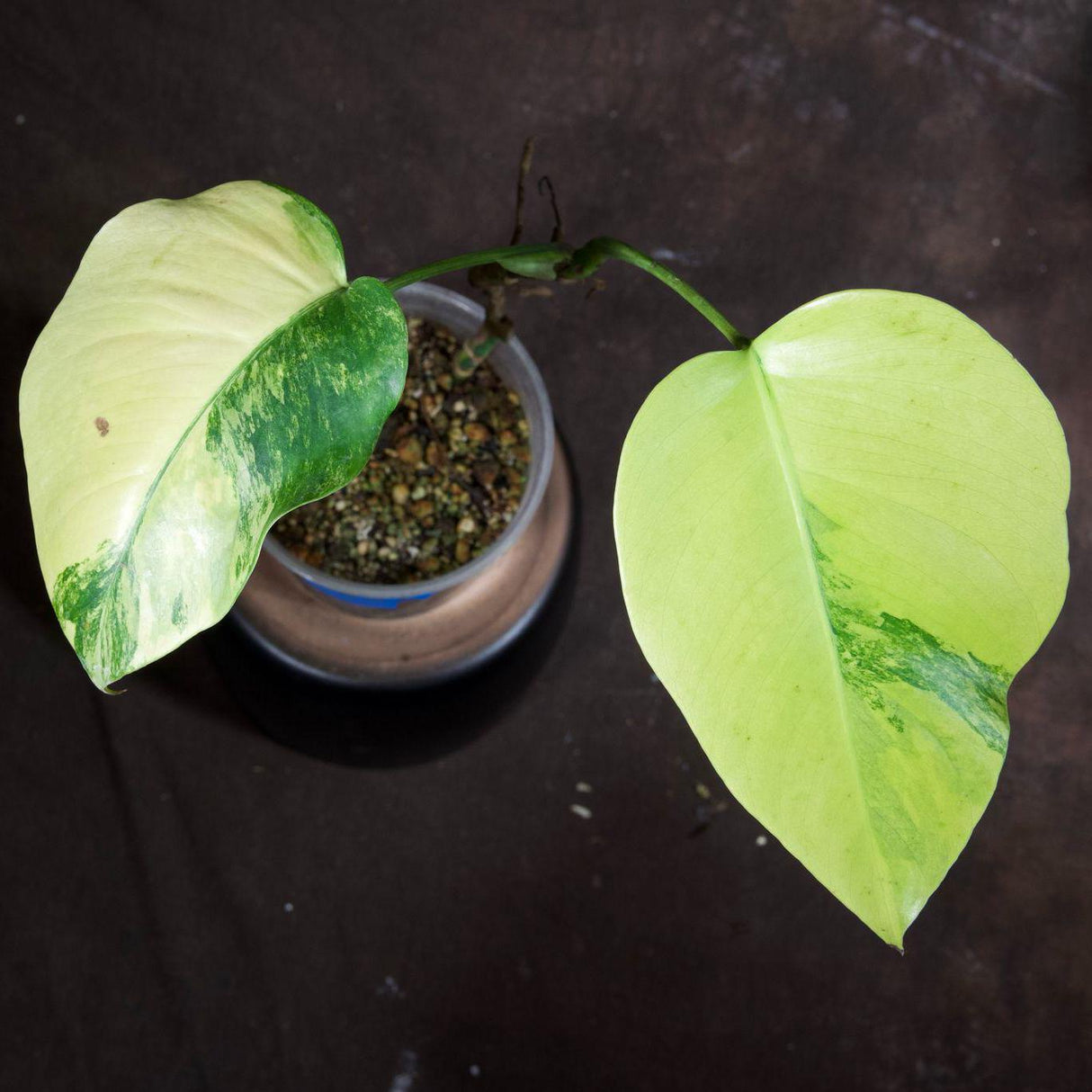 Monstera Aurea Variegated Borsigiana in a Nursery Pot - Monstera Aurea Top Cut Potted Plant - Monstera Marmota - Exact Same Plant