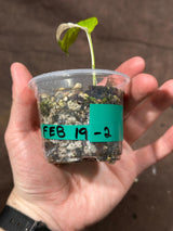 High Variegated White Monstera Adansonii Albo in a Nursery Pot - Swiss Cheese Single Leaf Potted Plant- Rare Collector Plant - US Seller
