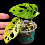 High Variegated Monstera Adansonii Aurea in a Nursery Pot - Rare Collector Swiss Cheese Aurea Plant - SAME pot as pictures - US Seller