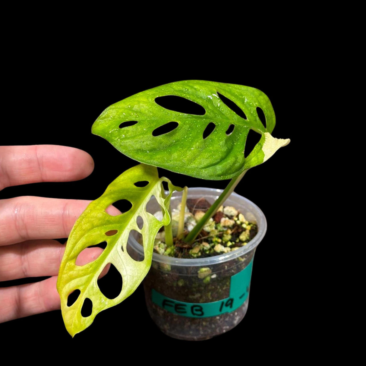 High Variegated Monstera Adansonii Aurea in a Nursery Pot - Rare Collector Swiss Cheese Aurea Plant - SAME pot as pictures - US Seller